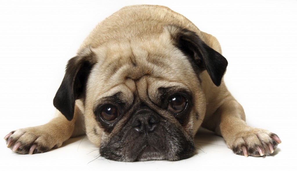 Picture of dog